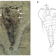 Illustration for article titled Amazing fossil discovery shows how insects got their wings